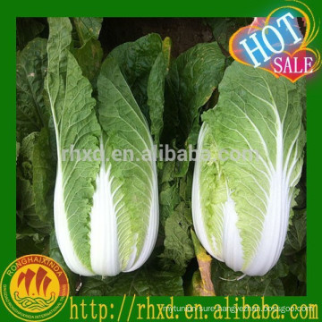 Bulk Fresh Chinese Cabbage